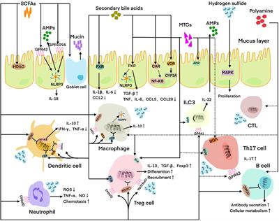 Microbial metabolites are involved in tumorigenesis and development by regulating immune responses